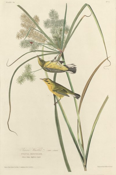 Paruline des Prairies - Robert Havell after John James Audubon