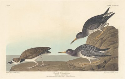 Bécasseau violet - Robert Havell after John James Audubon