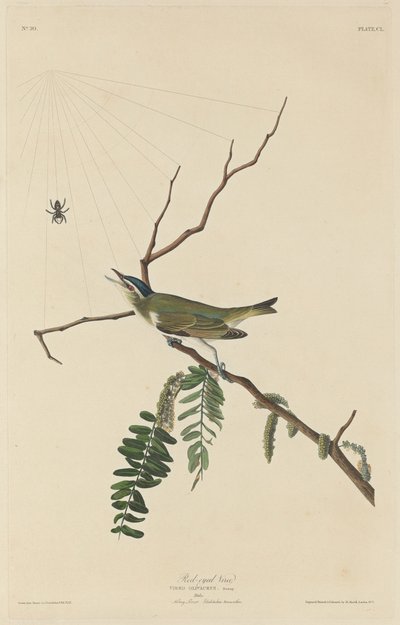 Viréo aux yeux rouges - Robert Havell after John James Audubon