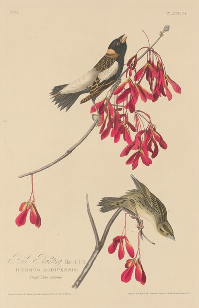 Bruant des rizières - Robert Havell after John James Audubon