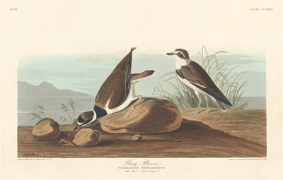 Pluvier à collier - Robert Havell after John James Audubon