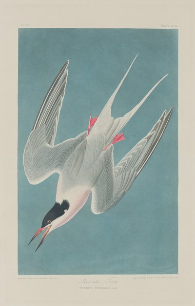 Sterne rosée - Robert Havell after John James Audubon