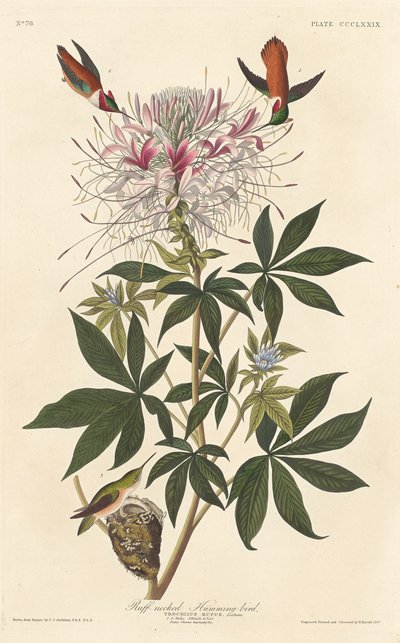 Colibri à cou de collerette - Robert Havell after John James Audubon