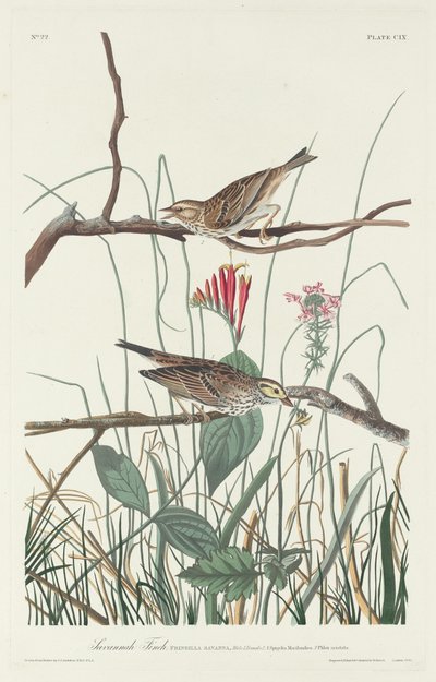 Pinson de Savannah - Robert Havell after John James Audubon