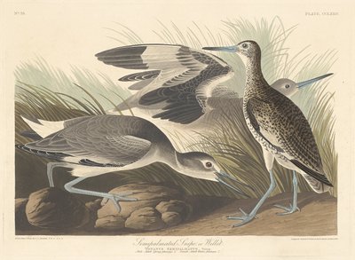 Bécasseau semi-palmaté ou Chevalier semipalmé - Robert Havell after John James Audubon