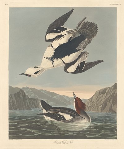 Harle piette - Robert Havell after John James Audubon