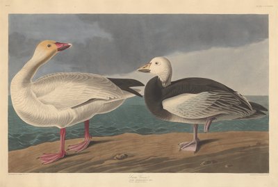 Oie des neiges - Robert Havell after John James Audubon