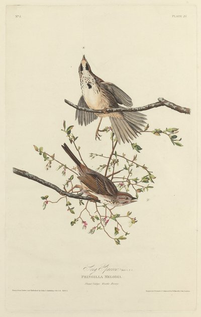 Bruant Chanteur - Robert Havell after John James Audubon