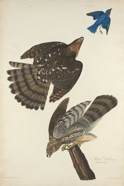 Stanley Hawk - Robert Havell after John James Audubon