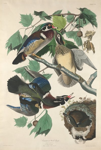 Canard branchu - Robert Havell after John James Audubon