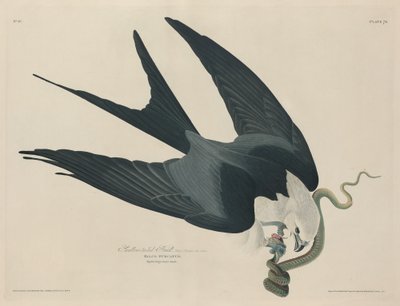 Faucon à queue fourchue - Robert Havell after John James Audubon