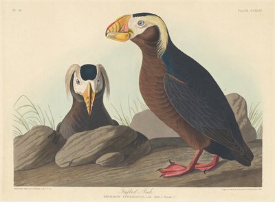 Pingouin huppé - Robert Havell after John James Audubon