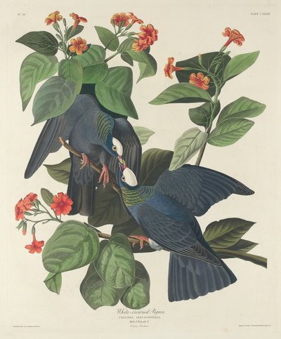 Pigeon à couronne blanche - Robert Havell after John James Audubon