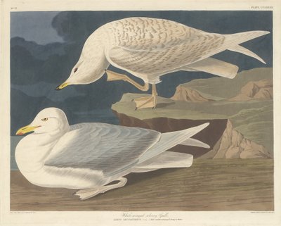Goéland Argenté à Ailes Blanches - Robert Havell after John James Audubon