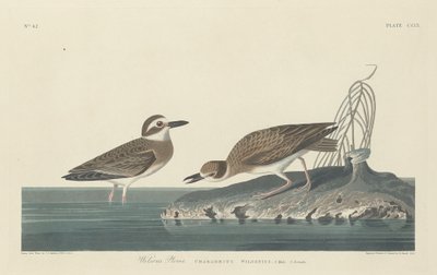 Pluvier de Wilson - Robert Havell after John James Audubon