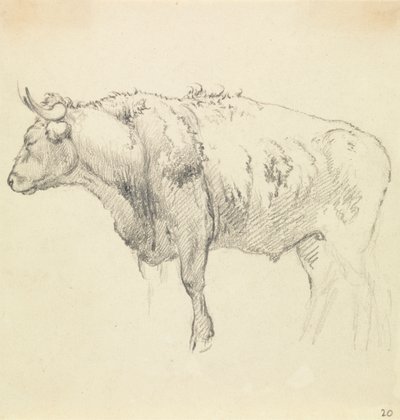 Un taureau - Robert Hills