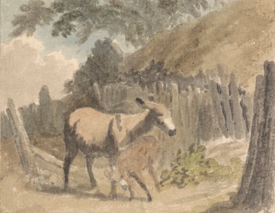 Un âne et son poulain - Robert Hills