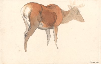 Un cerf - Robert Hills