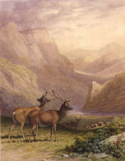 Cerfs dans les Highlands - Robert Hills