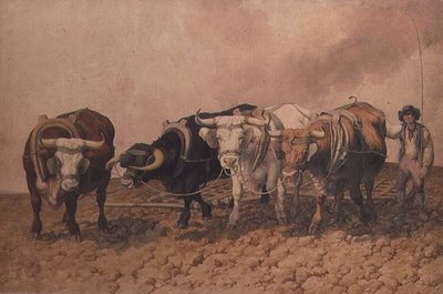 Hersage - Robert Hills