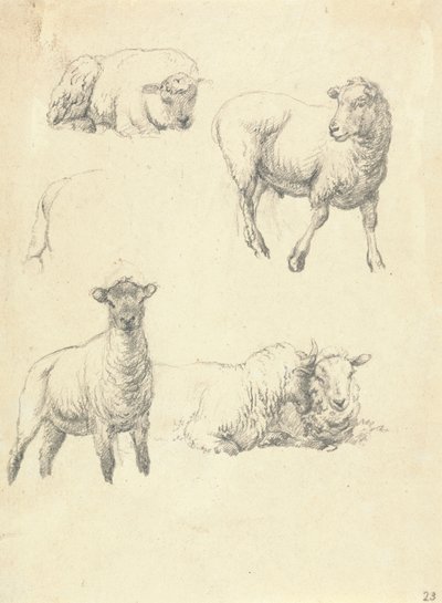 Moutons - Robert Hills