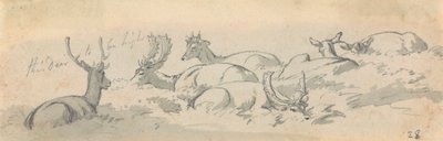 Cerfs et biches au repos - Robert Hills