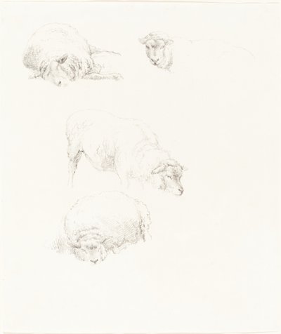Études de Moutons - Robert Hills