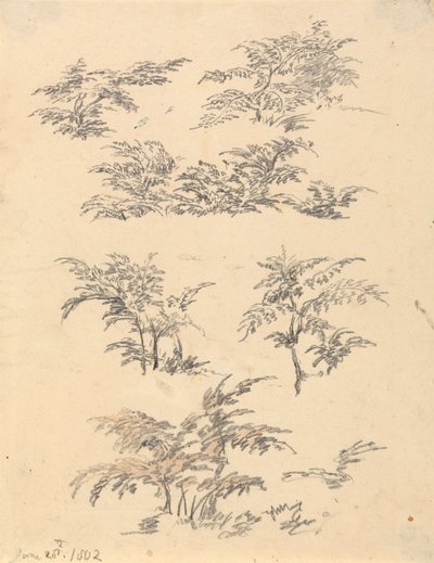 Étude de fougère - Robert Hills