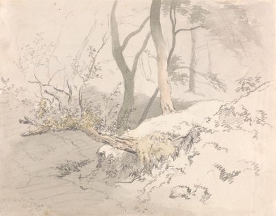 Ombre boisée - Robert Hills