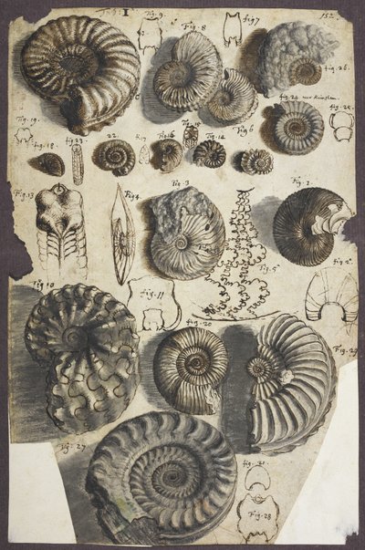 Pierres de serpent (ammonites) - Robert Hooke