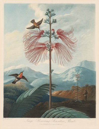Le Temple de Flora, ou Jardin de la Nature : Grande Sensitive Fleurissante, 1799-1807 - Robert John Thornton