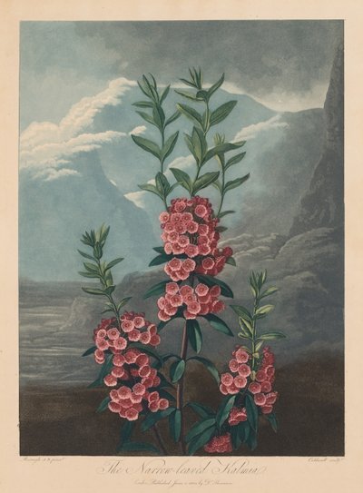 Le Temple de Flora, ou Jardin de la Nature : Le Kalmia à feuilles étroites, Laurier des montagnes - Robert John Thornton
