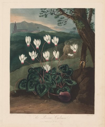 Le temple de Flora, ou Jardin de la nature : Le Cyclamen persan - Robert John Thornton