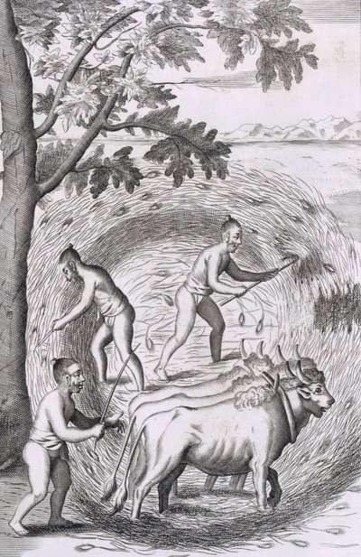 La manière de fouler leur riz, de An Historical Relation of the Island Ceylon, pub. 1681 - Robert Knox