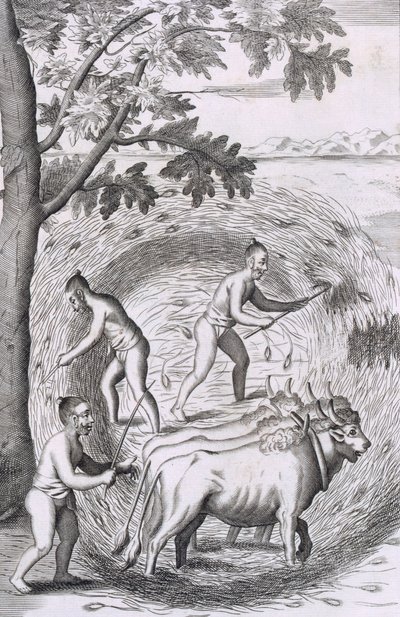 La manière de fouler leur riz, pub. 1681 - Robert Knox