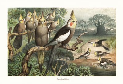 Troupe de calopsittes, Nymphicus hollandicus, à un point d