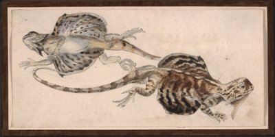 Lézards - Robert Kretschmer