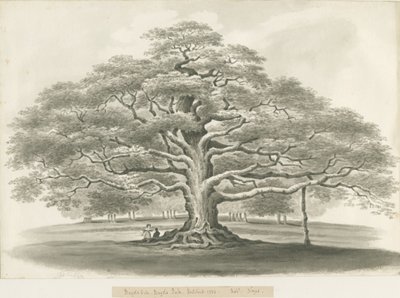 Blithfield - Chêne de Bagot - Robert Noyes