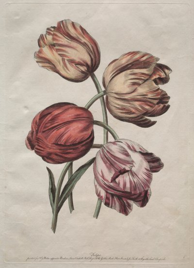 Huit beaux groupes de fleurs naturelles en contours par de la Cour: Tulipes - Robert Sayer