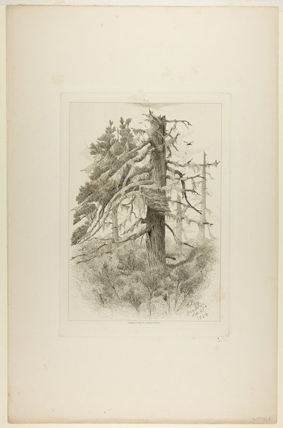 Vieux arbres à Naushon Island - Robert Swain Gifford