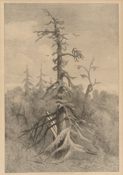 Vieux arbres à Naushon Island - Robert Swain Gifford