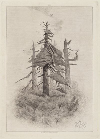 Vieux arbres à l