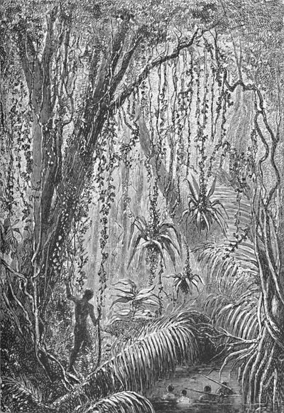 Forêt brésilienne - Robert Taylor Pritchett
