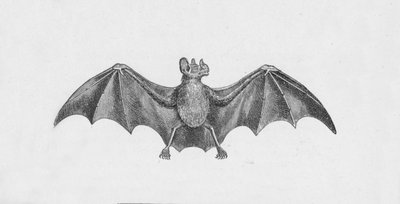 Chauve-souris vampire, vers 1885, 1890 - Robert Taylor Pritchett