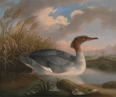 Un plongeon brun (Harle bièvre) - Robert Wilkinson Padley