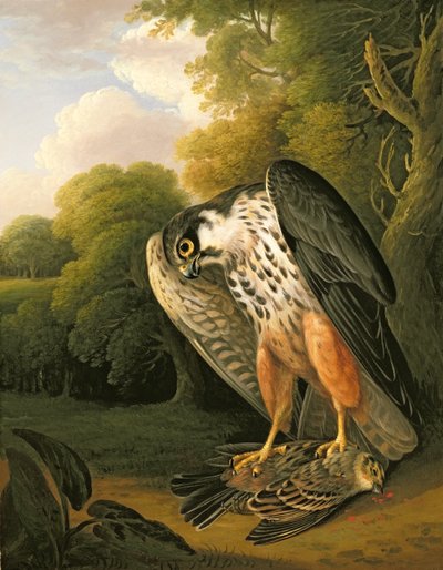 Un faucon hobereau et une proie abattue à Buxton - Robert Wilkinson Padley