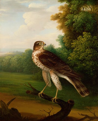 Une jeune femelle faucon, âgée d