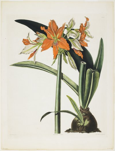 Amaryllis fulgida (Amaryllis à tube rayé), 1831-34 - Robert the Younger Havell