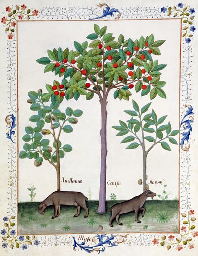 Noisetier (à gauche) et cerisier (au centre), illustration du Livre des simples médecines par Mattheaus Platearius 162r - Robinet Testard