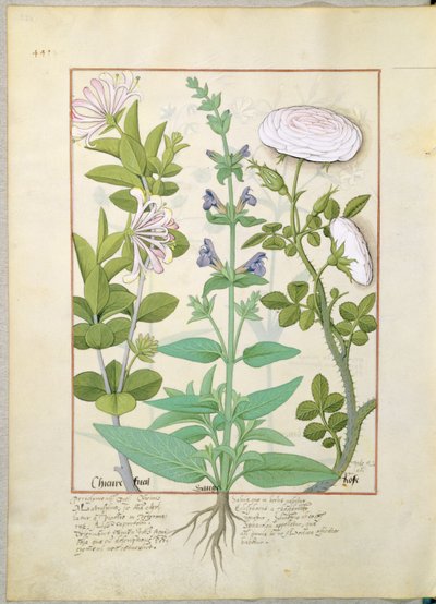 Chèvrefeuille, Sauge et Rose, illustration du Livre des simples médecines par Mattheaus Platearius 133v - Robinet Testard